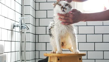 Un-hombre-que-tomaba-un-baño-a-su-gato-fold-escocés-en-un-cuarto-de-baño-con-ducha.