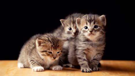 Footage-fluffy-kitten-sits-on-the-floor