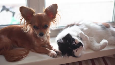 Katze-und-Hund.-Chihuahua-Hund-und-flauschige-Katze-auf-der-Fensterbank-im-Haus