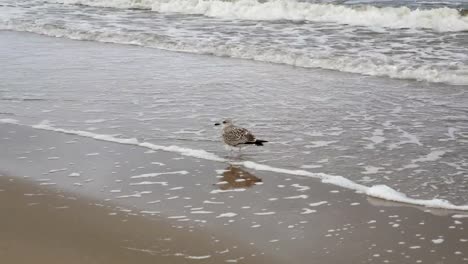 La-gaviota-en-la-playa