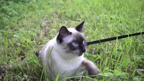 Young-cat,-kitten,-Siam-oriental-group,-Mekong-bobtail-walks-on-a-lead-in-a-green-grass