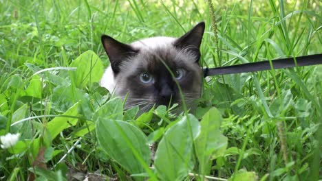 Young-cat,-kitten,-Siam-oriental-group,-Mekong-bobtail-walks-on-a-lead-in-a-green-grass