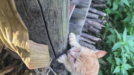 Die-rote-Katze-schärft-seine-Krallen-gegen-den-hölzernen-Theke-des-Schuppens.