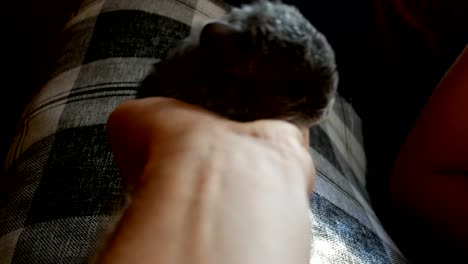 teenage-girl-holds-a-chinchilla-puppy-in-her-hand