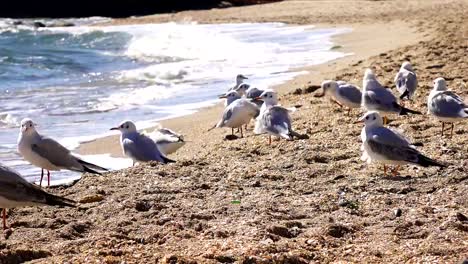 Gaviota-en-la-playa-de-mar