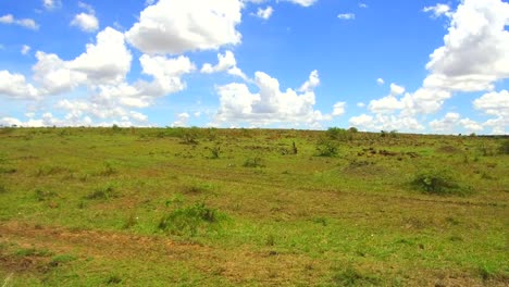 group-of-herbivore-animals-in-savanna-at-africa