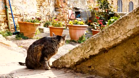 cat-sitting-near-the-flower-pots-on-a-street-of-small-italian-town