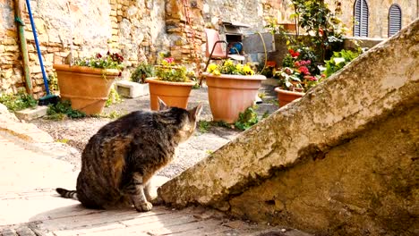 Katze-in-der-Nähe-der-Blumentöpfe-auf-einer-Straße-der-italienischen-Kleinstadt