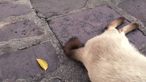 De-gato-cola-menear-y-ronroneando-mientras-duerme-en-la-calle