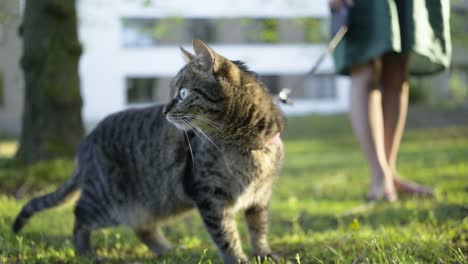 Fearfully-cat-on-outdoor