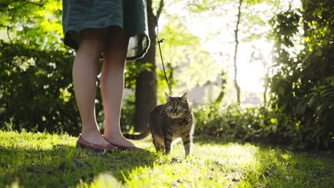 Domestic-cat-on-the-nature.