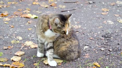 Un-gris-con-el-gato-manchas-marrón-en-la-acera