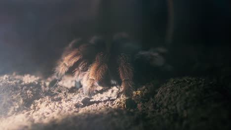 Brown-spider-on-ground-with-lighting-from-searching-in-night