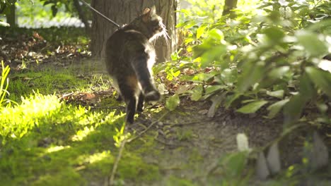 Folgende-Katze-im-Sonnenschein