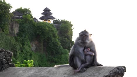 dos-monos-macacos-en-una-pared-en-el-templo-de-uluwatu-en-bali