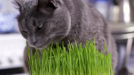 Gato-gris-doméstico-come-pasto-verde-recién-cultivado-en-casa