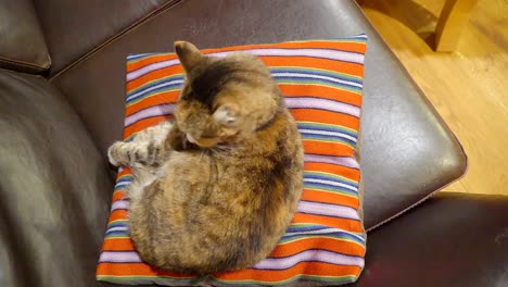 Un-gato-marrón-encima-de-la-almohada-naranja