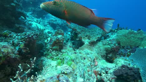 tiro-de-seguimiento-de-un-Napoleón-mejilla-alineado-en-Arrecife-arco-iris-en-fiji