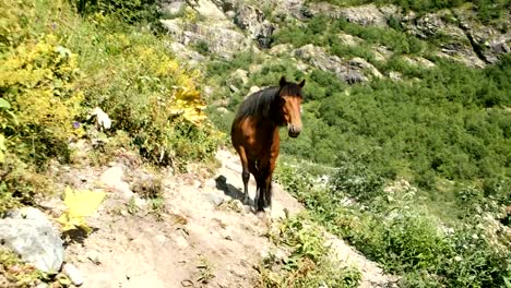 Braune-Wildpferd-mit-pelzigen-schwarze-Mähne-steht-an-einem-sonnigen-Tag-in-den-Bergen.