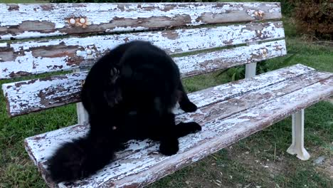 cat-in-the-garden