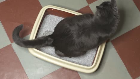 Cat-using-litter-box-with-clumping-litter.-Cleaning-cat-litter-box.