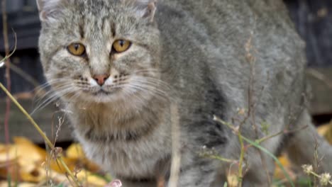 Porträt-einer-graue-Katze