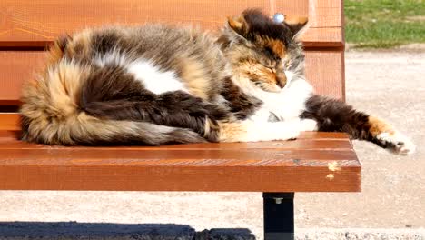 Katze-schläft-auf-der-Straße-auf-der-settle