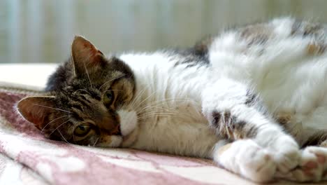 Sweet-cat-lying-on-a-blanket-in-4k-slow-motion-60fps