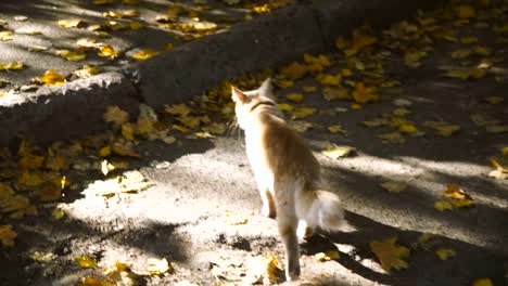 Gato.-El-gato-camina-a-lo-largo-del-calle-del-otoño