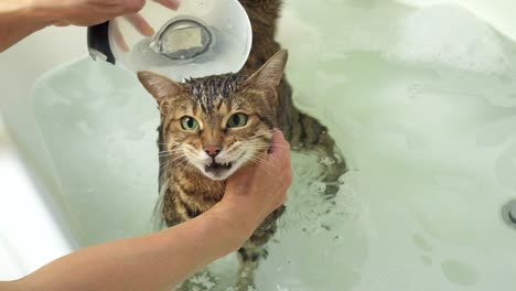 4K-weibliche-Wäsche-Bengal-Katze-in-der-Badewanne