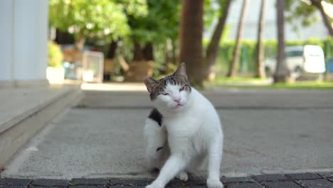 Retrato-de-un-gato-callejero-de-pie-y-mirando-en-vieja-ciudad-europea,-fondo-natural-animal