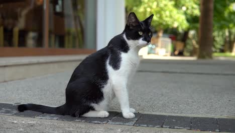 Retrato-de-un-gato-callejero-de-pie-y-mirando-en-vieja-ciudad-europea,-fondo-natural-animal