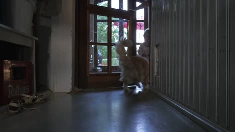 Pasillo-de-casa-de-pueblo-con-el-gato,-el-niño-y-la-mujer