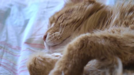 Ginger-Katzengesicht-Blick-in-die-Kamera