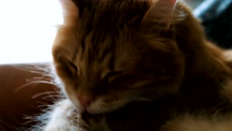 Fluffy-ginger-cat-licking-washes-tail-close-up-at-home