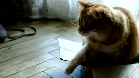 Red-cat-guards-and-protects-his-box