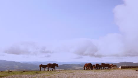 Wide-shot-of-wild-horses-in-the-mountains