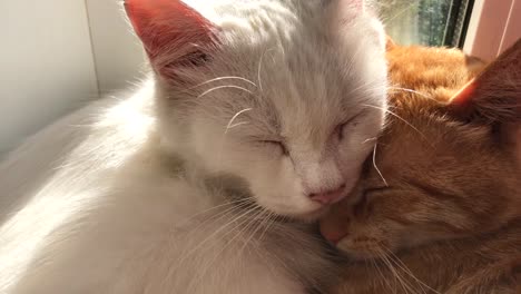 Sueño-de-gatos-lindos