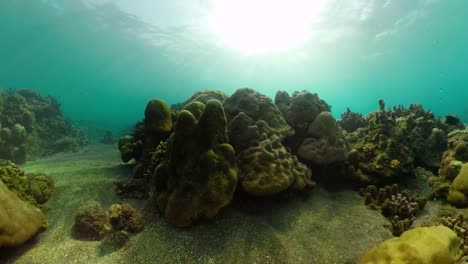 Arrecife-de-coral-y-peces-tropicales