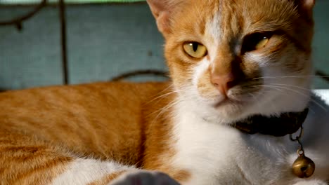 Yellow-Thai-cat-lying-on-table