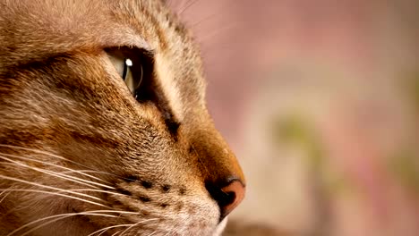 Yellow-Thai-cat-lying-on-table