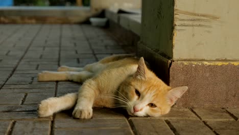 rote-Katze-liegt-und-genießt-auf-der-Straße.