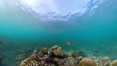 Arrecife-de-coral-y-peces-tropicales