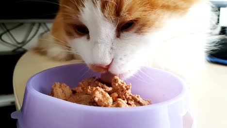 white-red-cat-is-happy-to-eat-food-from-a-bowl,-close-up