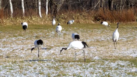 Japanese-Cranes,-Hokkaido,-Japan