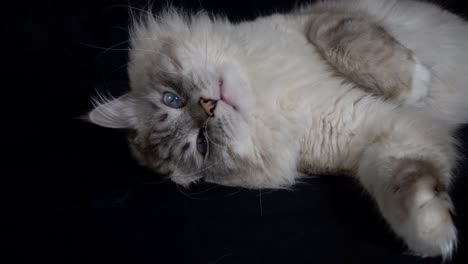 portrait-of-a-smart,-fluffy-,color-point-siberian-cat