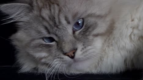 portrait-of-a-smart,-fluffy-,color-point-siberian-cat