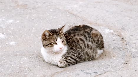 Stray-Cat