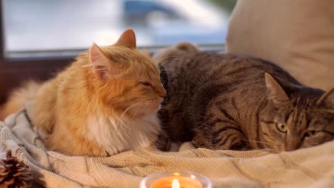 zwei-Katzen-auf-Decke-zu-Hause-Fensterbank-liegend