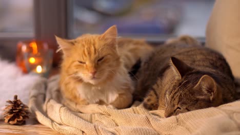 dos-gatos-tumbado-sobre-la-manta-en-casa-alféizar-de-la-ventana